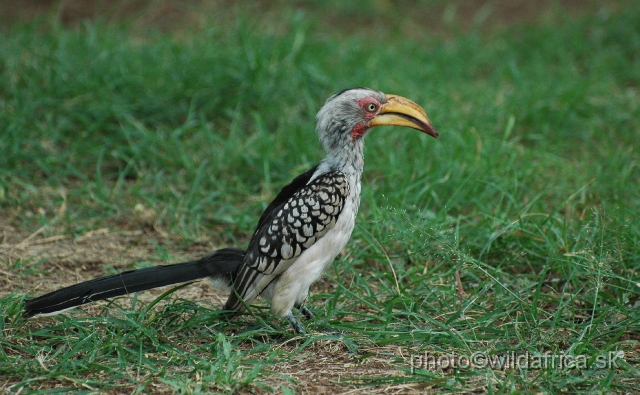 puku rsa 213.jpg - Southern Yellow-billed Hornbill (Tockus leucomelas)